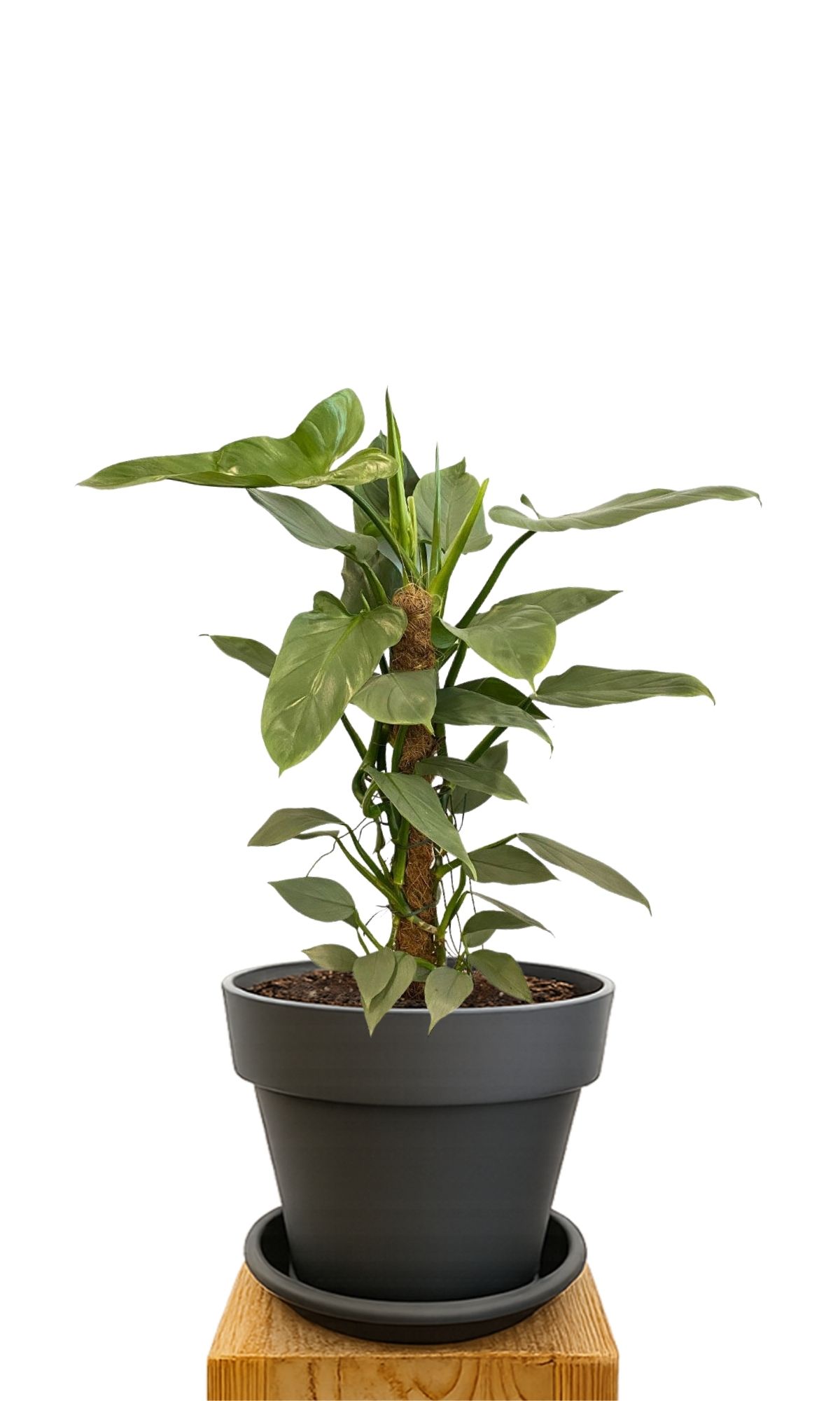 Kit de plantation 30 Anthracite